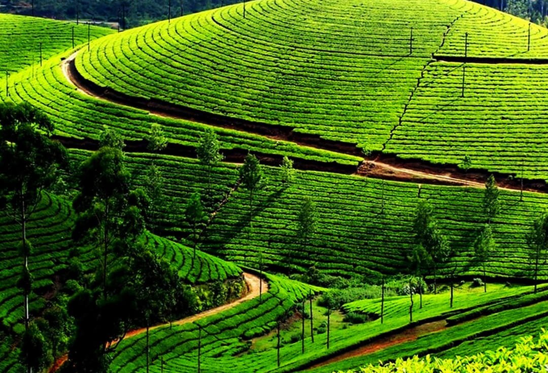 munnar